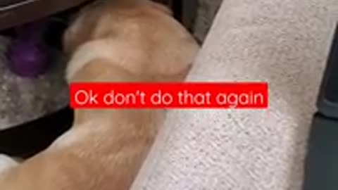 Dog_Hates_it_When_Disturbed_During_Sleeping_#Shorts___Funny_Dog_Video