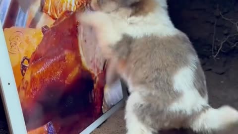 Dog 🐶 watch chicken 🐓 tikka masala