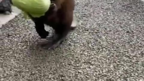 Beaver carries a carrot and a head of lettuce to his house in vogue Share