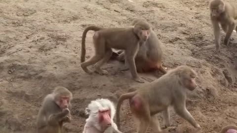 monkey eat baby monkey