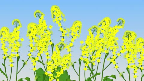 Canola Explained