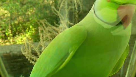 A green parrot perched on a glass window ledge