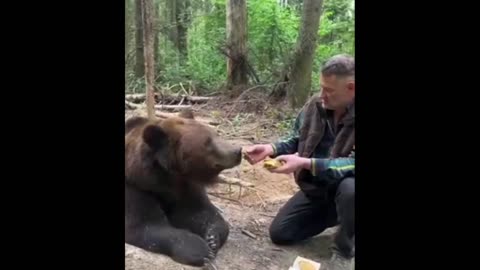 Tasteless and uneatable fast food period. A Hungry Bear refuses junk food