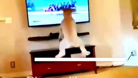 Funny Animal Videos 2024 Best Dogs And Cats Videos 😺😍 #56,7y