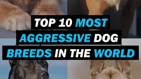 Top 10 aggressive dog breeds in the world