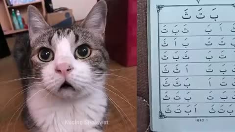 smart cat recites reading iqro