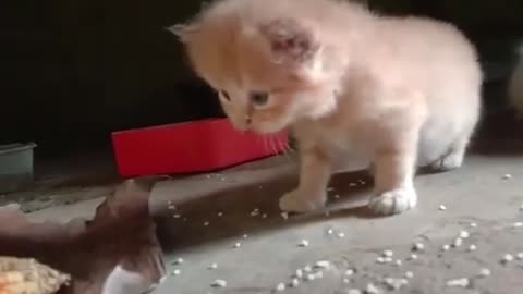 Cute kittens 🐈‍⬛ 😘😘