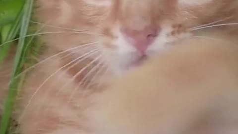 Baby cate - cute and funny cat videos complitation