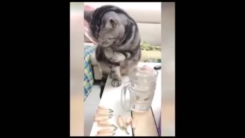 Funniest Dogs And Cats Videos 😁 Best Funny Animal Videos 2024 🥰