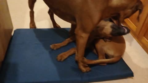 Rhodesian Ridgeback Pup Finds Trouble For Fun