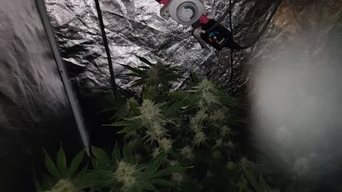 Week 5 Lemon Garlic OG, Blackberry Hammers, GG4/AR (clones)