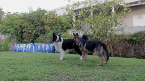 Dos perros jugando juntos