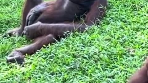 Gorilla masturbating funny trending video