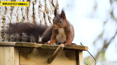 Cute Squirrel HD Video Animal, Cute Animal Video, Funny Animal, Crazy Animal Video