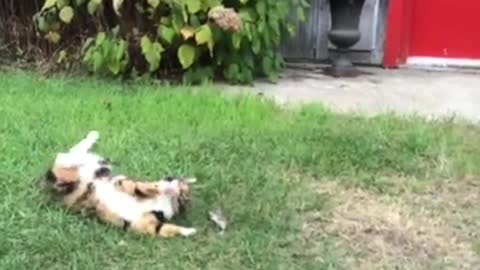 Watch funny cats with mice