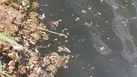 Goose Snapping turtle