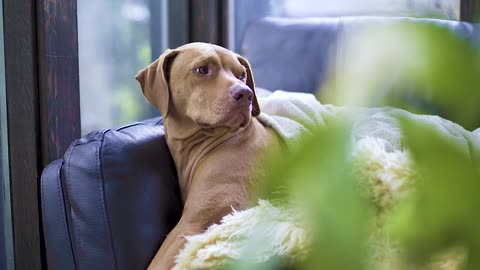 dog enjoying the day on sofa