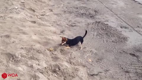 Funny Dog Meets Crab For The First Time Funny Video