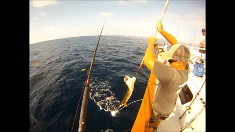 (3) 10/09/2014 - 19 pound Halibut taken aboard the New Seaforth.