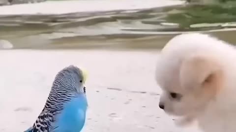 Friendship / puppy and bird . A beautiful moment #394 -#shorts