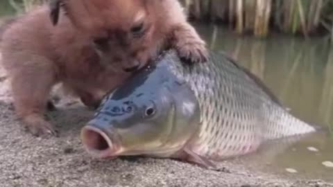 So Fanny video Dog and feesh