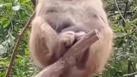 Funny comedy of monkey 🐒🐒