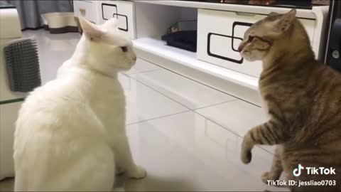 cats talking together :)))