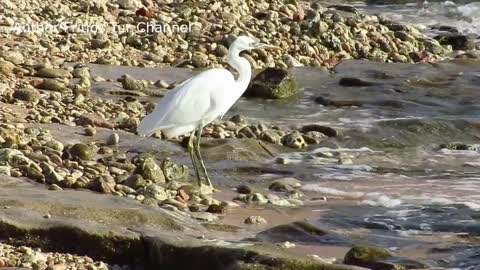 Egypt birds. Great egret, Common snipe, Streptopelia turtur