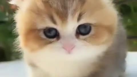 cute cats