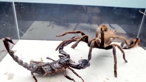 SCORPION vs TARANTULA SPIDER FIGHTING FOR PREY, who will win_ Insect Stories