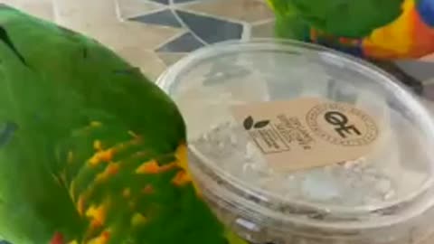 Parrot wants open food box