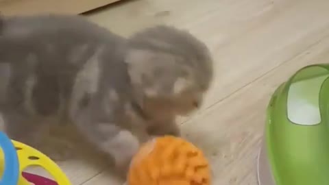 The kitten and the ball