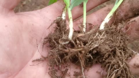 Ep13 Digging up some of the corn to replant