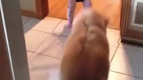 Dog teaches the baby how to jump