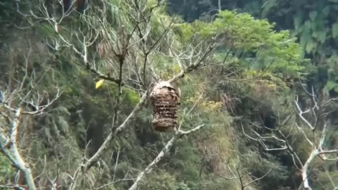 Horrible Ways This Bird Swallows Prey In Seconds | Wildlife Documentary