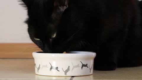 Black Cat Eating