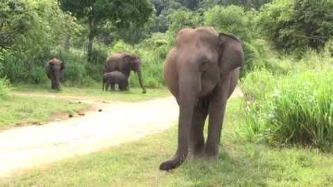 Sri Lanka Wild Elephant | A slightly tired elephant overturns a jeep