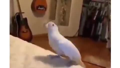 Singing bird