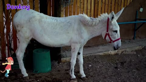 farm animal moments: horse, Cow, chicken, monkey, Turtle, Parrot, rabbit, cat, sheep - animal sounds