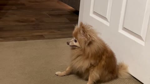 I Think my Pomeranian is Broken