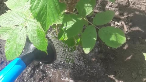 Watering raspberries