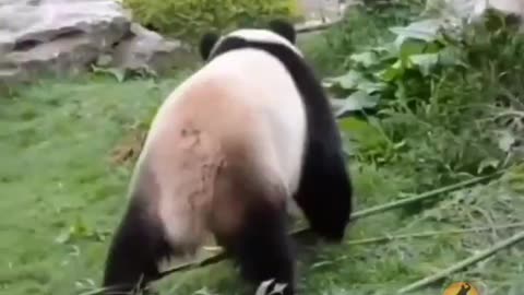 I finally found the real Kung Fu Panda