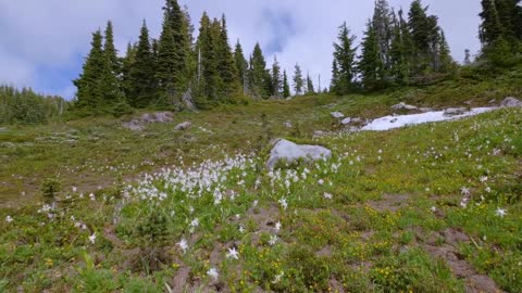 Mount Rainier National Park - Nature Relax Video, Summer Scenery