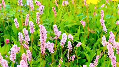 Different Colure Flowers | Supat Valley Flowers | Supat Kohistan | Supat North Pakistan