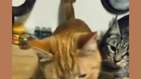 ORANGE CATS ARE ASSHOLES PART #1