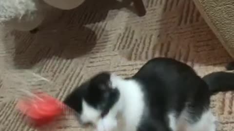 Funny cat playing