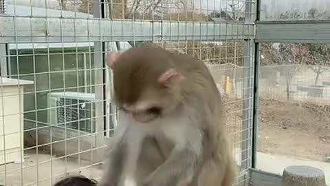 Funny monkey clip videos