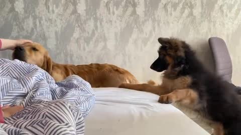 71_Petting One Dog and Not The Other Jealous Dogs Reaction