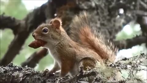 Hungry Chipmunk chirps away in the tree while chewing on a pine cone