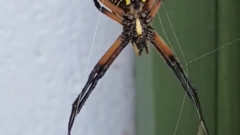 Yellow garden spider